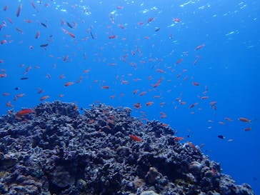 初心者専門店NEOMARINE石垣島に投稿された画像（2025/2/3）