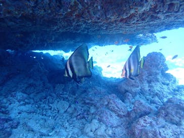 初心者専門店NEOMARINE石垣島に投稿された画像（2025/2/3）