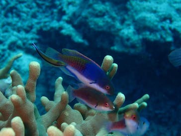 初心者専門店NEOMARINE石垣島に投稿された画像（2025/2/3）