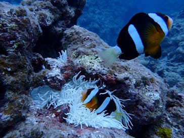 初心者専門店NEOMARINE石垣島に投稿された画像（2025/2/3）