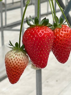 株式会社こまち野に投稿された画像（2025/2/3）