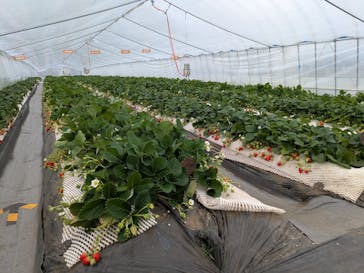 ICHIGOHOUSE.HITACHINAKAに投稿された画像（2025/2/3）