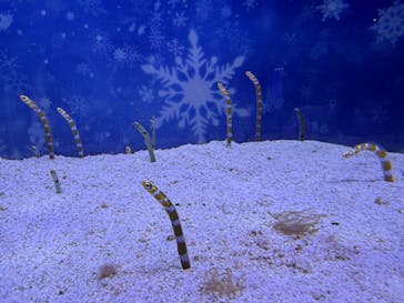 マクセル アクアパーク品川に投稿された画像（2025/2/3）