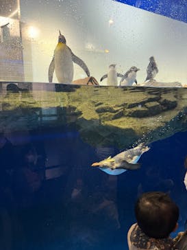 マクセル アクアパーク品川に投稿された画像（2025/2/3）