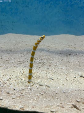 大分マリーンパレス水族館 「うみたまご」に投稿された画像（2025/2/3）
