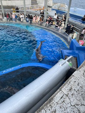 大分マリーンパレス水族館 「うみたまご」に投稿された画像（2025/2/3）