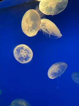 大分マリーンパレス水族館 「うみたまご」に投稿された画像（2025/2/3）