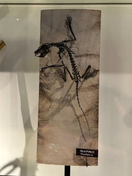 国立科学博物館に投稿された画像（2025/2/3）