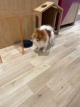 いぬカフェRio 秋葉原店に投稿された画像（2025/2/3）