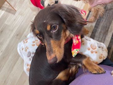 いぬカフェRio 秋葉原店に投稿された画像（2025/2/3）