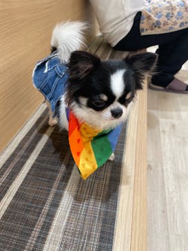 いぬカフェRio 秋葉原店に投稿された画像（2025/2/3）