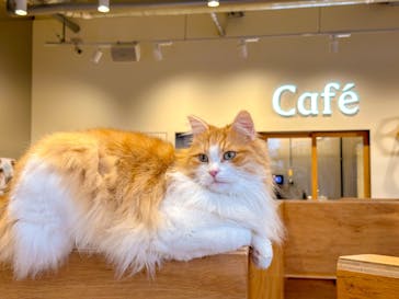 Cat Café MOFF SHIMINT HIROSHIMA店に投稿された画像（2025/2/3）