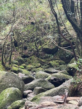 Yamakara屋久島に投稿された画像（2025/2/3）