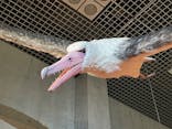 特別展「鳥 ～ゲノム解析が解き明かす新しい鳥類の系統～」国立科学博物館に投稿された画像（2025/2/3）