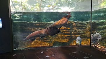 カワスイ 川崎⽔族館に投稿された画像（2025/2/3）