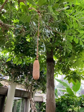 沖縄美ら海水族館×熱帯ドリームセンターに投稿された画像（2025/2/3）