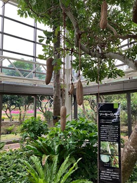 沖縄美ら海水族館×熱帯ドリームセンターに投稿された画像（2025/2/3）