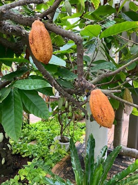 沖縄美ら海水族館×熱帯ドリームセンターに投稿された画像（2025/2/3）