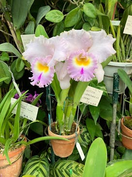 沖縄美ら海水族館×熱帯ドリームセンターに投稿された画像（2025/2/3）