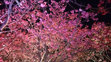 今帰仁城跡に投稿された画像（2025/2/4）