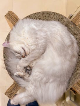 Cat Café MOFF SHIMINT HIROSHIMA店に投稿された画像（2025/2/3）