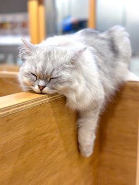 Cat Café MOFF SHIMINT HIROSHIMA店に投稿された画像（2025/2/3）