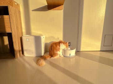 Cat Café MOFF SHIMINT HIROSHIMA店に投稿された画像（2025/2/3）