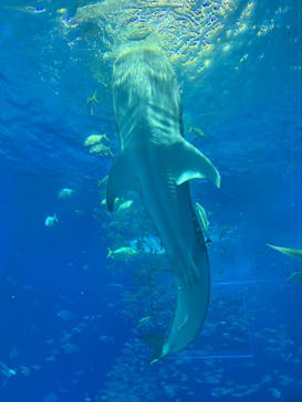 沖縄美ら海水族館に投稿された画像（2025/2/4）