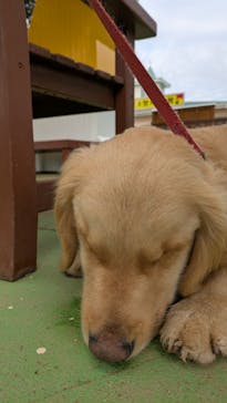 つくばわんわんランドに投稿された画像（2025/2/4）