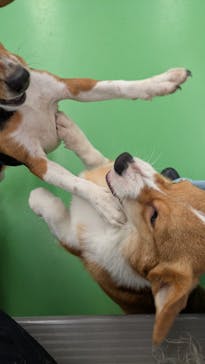 つくばわんわんランドに投稿された画像（2025/2/4）