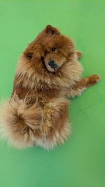 つくばわんわんランドに投稿された画像（2025/2/4）