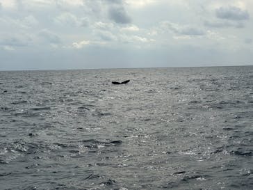 セルリアンブルーに投稿された画像（2025/2/4）