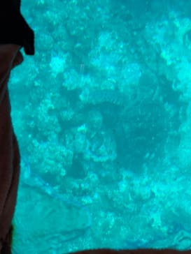 川平マリンサービスに投稿された画像（2025/2/4）