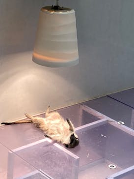 アニタッチ 東京ドームシティに投稿された画像（2025/2/4）