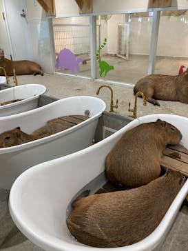 アニタッチ 東京ドームシティに投稿された画像（2025/2/4）