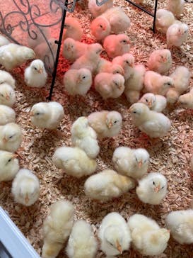 アニタッチ 東京ドームシティに投稿された画像（2025/2/4）