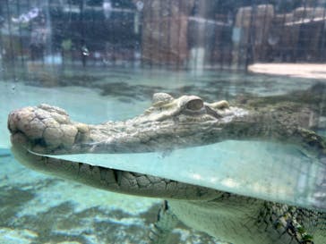 熱川バナナワニ園に投稿された画像（2025/2/4）