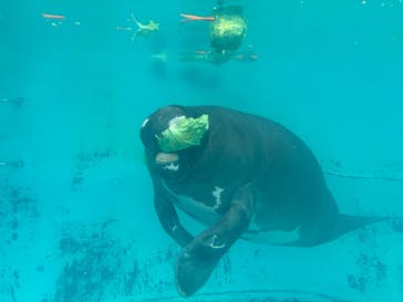 熱川バナナワニ園に投稿された画像（2025/2/4）