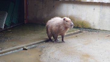 霞ケ浦 どうぶつとみんなのいえに投稿された画像（2025/2/4）