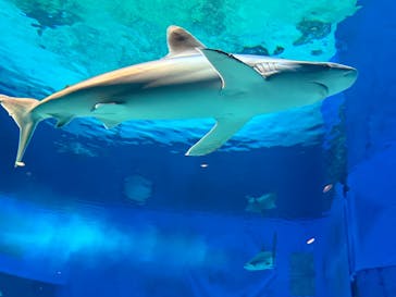 沖縄美ら海水族館に投稿された画像（2025/2/4）