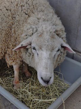 霞ケ浦 どうぶつとみんなのいえに投稿された画像（2025/2/4）