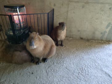 霞ケ浦 どうぶつとみんなのいえに投稿された画像（2025/2/4）