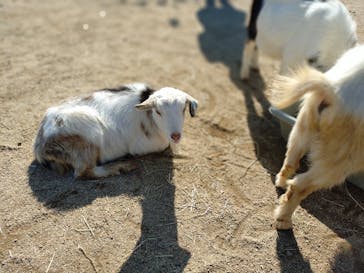 霞ケ浦 どうぶつとみんなのいえに投稿された画像（2025/2/4）