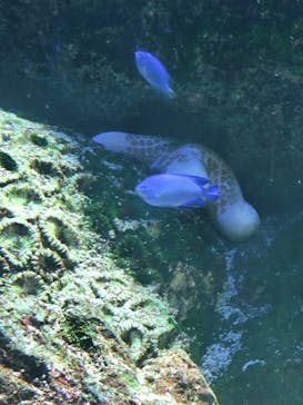 マクセル アクアパーク品川に投稿された画像（2025/2/4）