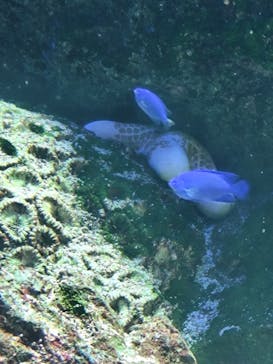 マクセル アクアパーク品川に投稿された画像（2025/2/4）