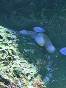 マクセル アクアパーク品川に投稿された画像（2025/2/4）