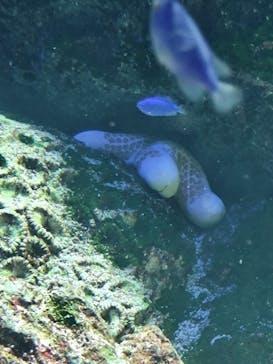 マクセル アクアパーク品川に投稿された画像（2025/2/4）