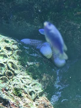 マクセル アクアパーク品川に投稿された画像（2025/2/4）