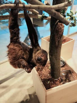 霞ケ浦 どうぶつとみんなのいえに投稿された画像（2025/2/4）