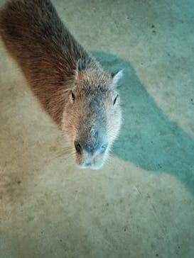 霞ケ浦 どうぶつとみんなのいえに投稿された画像（2025/2/4）